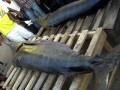 Economic Development - Haiti - Global Fast