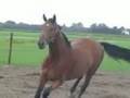 Te koop ruin v. Farrington x Flemmingh 5 jr.