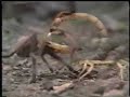 Scorpion vs. Tarantula