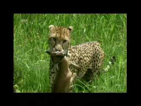 gepard
