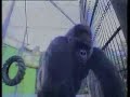 Commercial Centraal Beheer, Gorilla