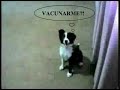 Cachorros adiestrados para cine y TV