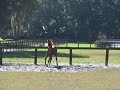 Quaterback fillies in Florida