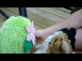 Mrs Fluffy Episode 7: Shaymin Leaves Part 1