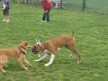 ボクサー
