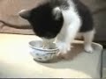An insanely hungry kitten An insanely hungry kitten
