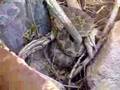 Rattlesnake in Stairs Gulch - 6617 Hits