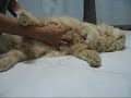Pengunjung rumah urut terlampau!