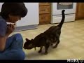 Amazing Cat Does Dog Tricks Amazing Cat Does Dog Tricks