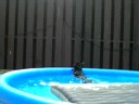 dog getting her ball