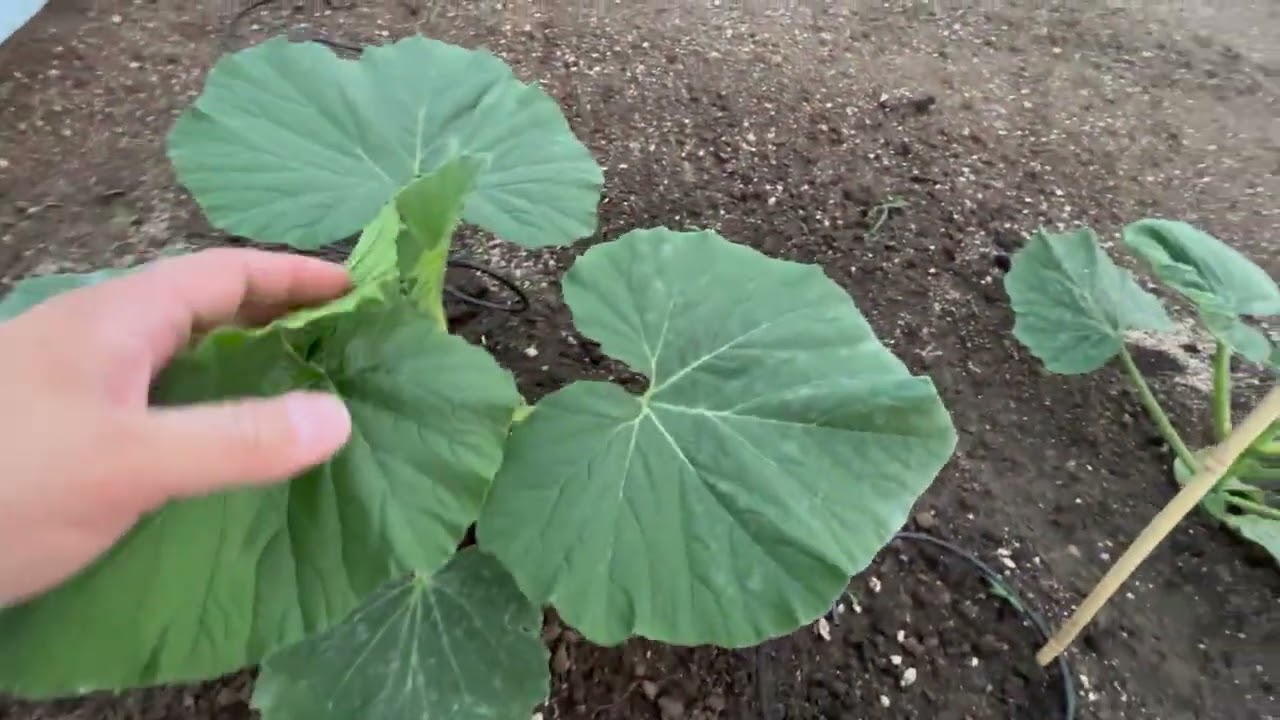 5/17 Weekly Giant Pumpkin Update