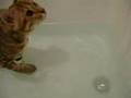 Bengal Cat Playing With Water In The Bath