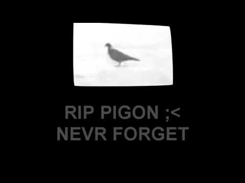 pigon