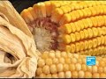 L'Espagne est la championne européenne pour les surfaces cultivées de maïs transgénique. Reportage en Aragon, où la moitié des surfaces cultivées sont transgéniques, et où les autres sont de toute façon contaminées.