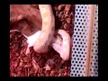 Il nostro Pitone cena a base di topolini