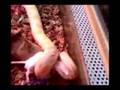 Il nostro Pitone cena a base di topolini