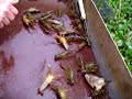 Catching Crawfish