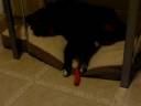 Dogbook Movie: Clovis and the Carrot