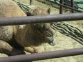 ラクダ動画