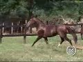 Haras Selva Morena - Reprodutor: Enigma