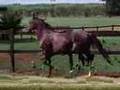Haras Selva Morena - Reprodutor: Enigma