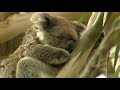 Aussie Antics