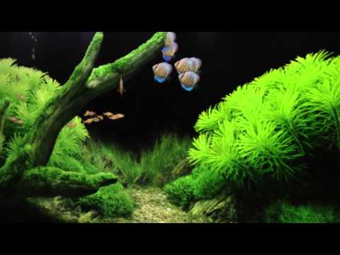 digital living room - Why have a real tank, when you can have a digital one? LOL. Kidding aside, here is a short video of my Dream Aquariums set up on our big screen tv, and two m...