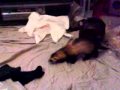Ferrets-at-Play-4