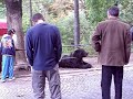 Ursul din Sinaia Romania Ursul din Sinaia Romania