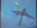 DanceWithDolphins