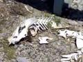 Pile of Bones on 275E/ Cincinnati, Ohio/ NKy