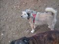 bassie en doeska