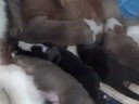 Puppies nursing frenzy then instant sleepiness