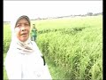 Membuat beras BerSeka Dg Pupuk ORGANIK & Gramafix Padi