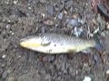 trout fishing in Virginia trout fishing in Virginia