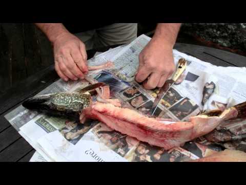 how to remove a y bone from a northern pike