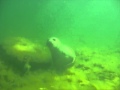 Seals at Panga diving resort 17 05 2012