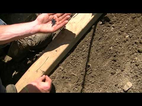 how to transplant scallions