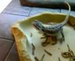 Baby bearded dragon