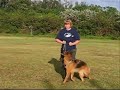Zambi doing obedience work Zambi doing obedience work