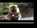 monkey eats ice cream in malaysia