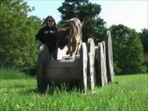 german sheperd