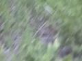 Big Rare White-Spotted Deer Chasing From Cart 10-pt racks,