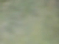 Big Rare White-Spotted Deer Chasing From Cart 10-pt racks,