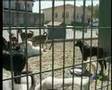 Major of Beykoz, İstanbul, starves 2000 dogs to death