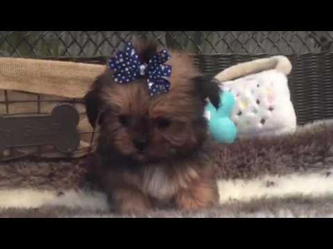 SHORKIE MALE THAT WILL MELT YOUR HEART