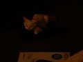 messing with my retarded cat lol messing with my retarded cat lol