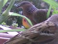 Wild Pigeons?? Wild Pigeons??