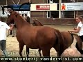 Cognac du Vlist (Calvino Z) - Stoeterij van der Vlist Cognac du Vlist (Calvino Z) - Stoeterij van der Vlist
