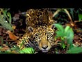 julian feat al johnson - what is love 2008 fera